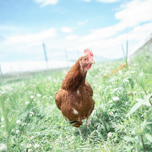 NoMaps2024 エクスカーションツアー【厚真ルート】